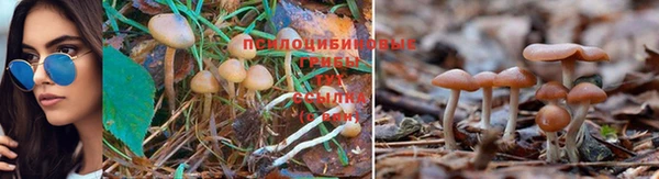 кокс Богородицк